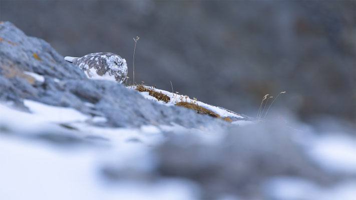 Alpenscheehuhn, momente-der-schoepfung.ch