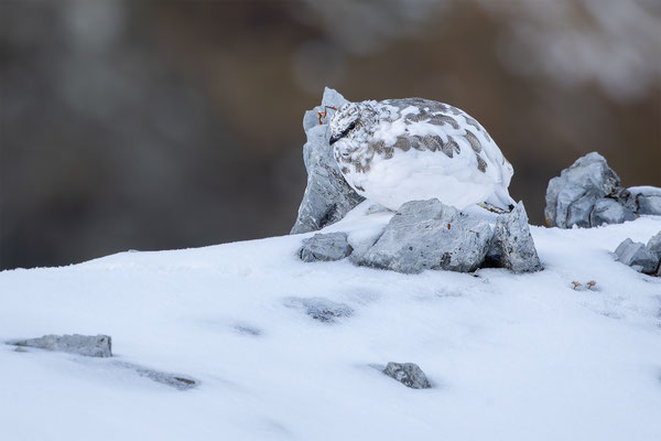 Alpenscheehuhn, momente-der-schoepfung.ch