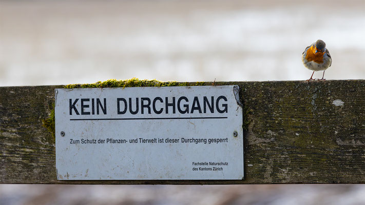 Rotkehlchen, momente-der-schoepfung.ch