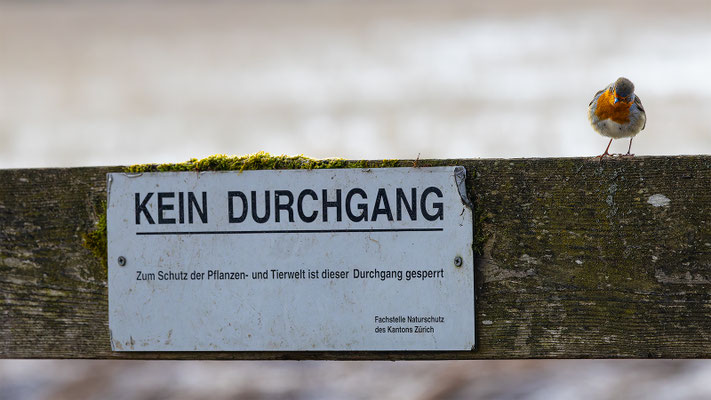 Rotkehlchen, momente-der-schoepfung.ch