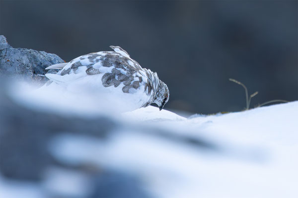 Alpenscheehuhn, momente-der-schoepfung.ch