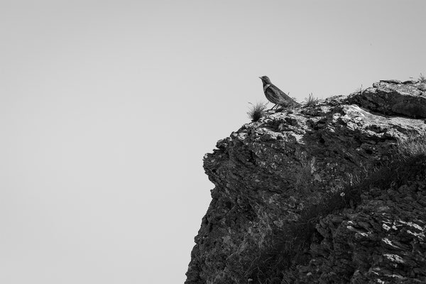 Ringdrossel, momente-der-schoepfung.ch