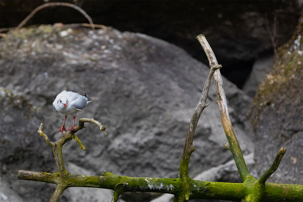 Möve Tierpakt Arth Goldau, momente-der-schoepfung.ch
