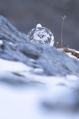 Alpenscheehuhn, momente-der-schoepfung.ch