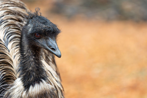Gross Emu, Zürcher Zoo, momente-der-schoepfung.ch