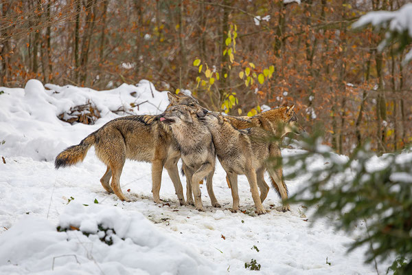 Wolf, momente-der-schoepfung.ch