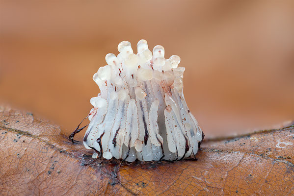 Myxomyceten Schleimpilz Stemonitis, ABM3:1, momente-der-schoepfung.ch