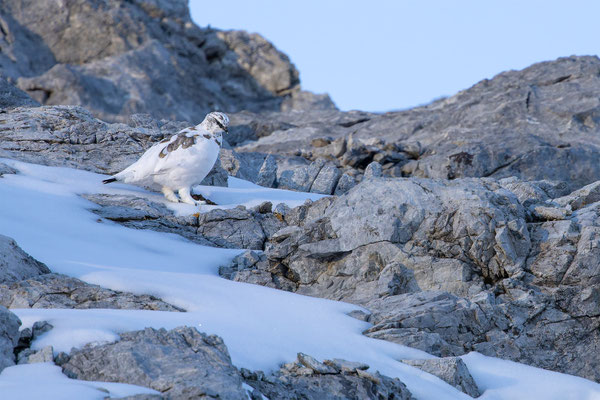 Alpenscheehuhn, momente-der-schoepfung.ch