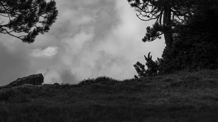 Alpensteinbock, momente-der-schoepfung.ch