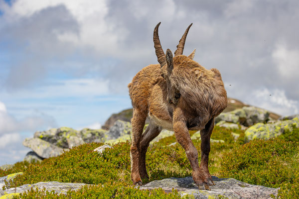 Alpensteinbock, momente-der-schoepfung.ch