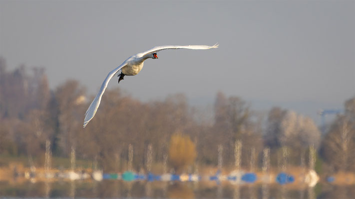 Höckerschwan, momente-der-schoepfung.ch