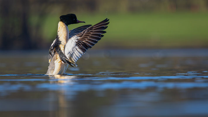 Gänsesäger, momente-der-schöpfung.ch