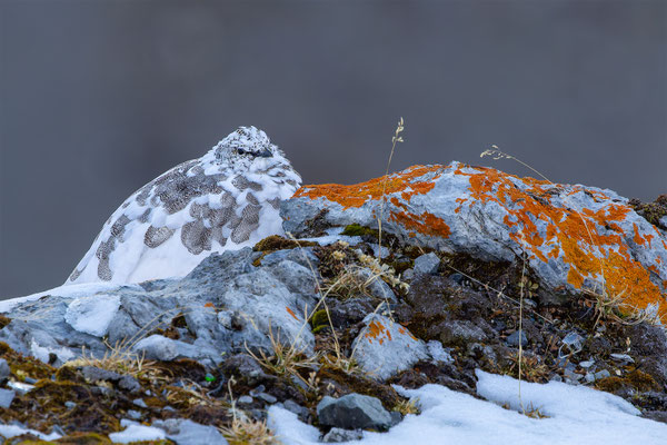 Alpenscheehuhn, momente-der-schoepfung.ch