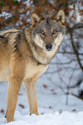 Wolf, momente-der-schoepfung.ch