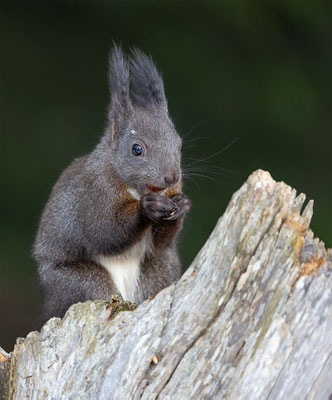 Eichhörnchen, momente-der-schoepfung.ch