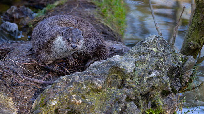 Fischotter Tierpakt Arth Goldau, momente-der-schoepfung.ch