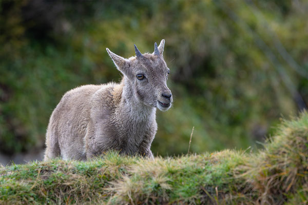 Alpensteinbock, momente-der-schoepfung.ch