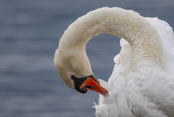 Höckerschwan, momente-der-schoepfung.ch