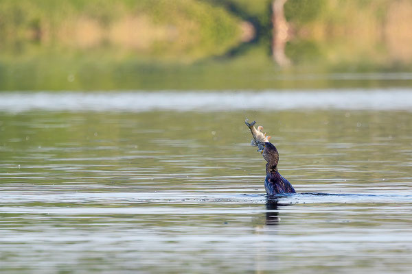 Kormoran, momente-der-schoepfung.ch