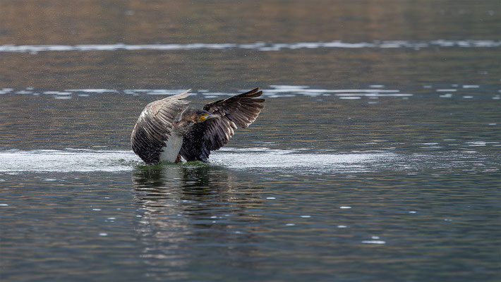 Kormoran, momente-der-schoepfung.ch