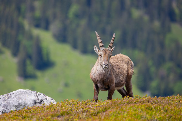 Alpensteinbock, momente-der-schoepfung.ch