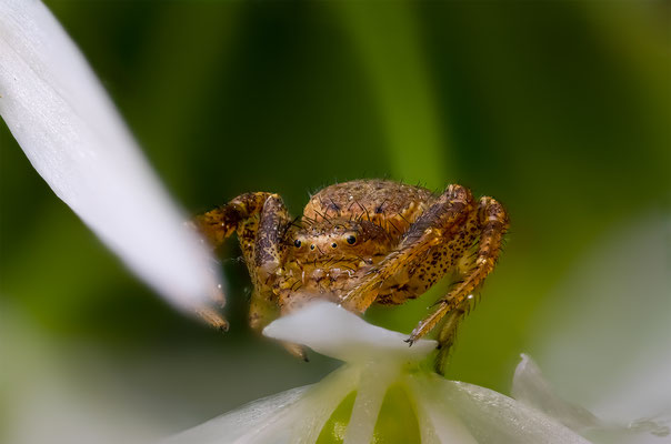 Spinne Name mir unbekannt, ABM 3:1 momente-der-schoepfung.ch