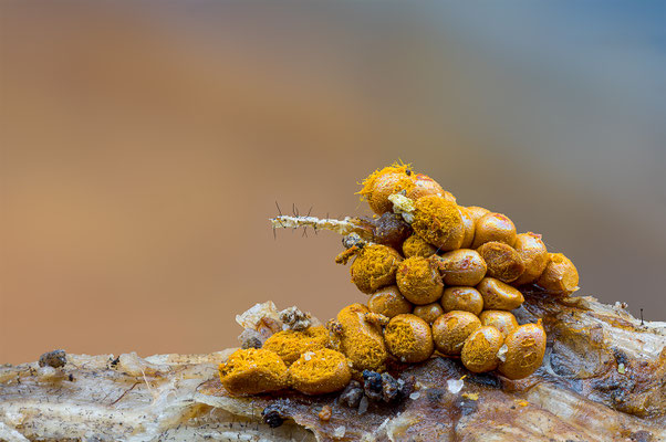 Myxomyceten Schleimpilz, ABM4.5:1, momente-der-schoepfung.ch