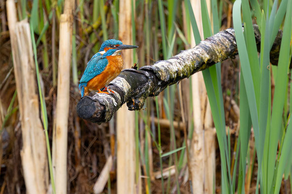 Eisvogel, momente-der-schoepfung.ch