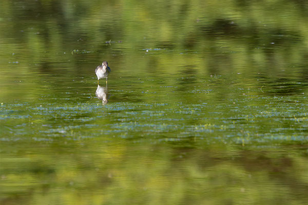 Bruchwasserläufer, momente-der-schoepfung.ch