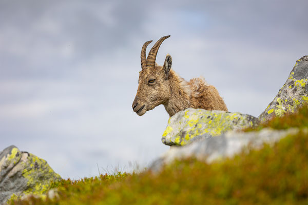 Alpensteinbock, momente-der-schoepfung.ch