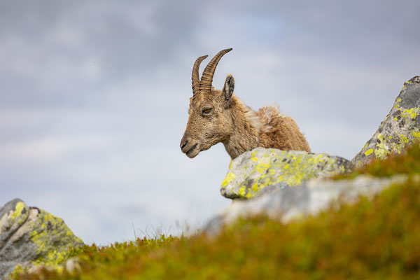 Alpensteinbock, momente-der-schoepfung.ch