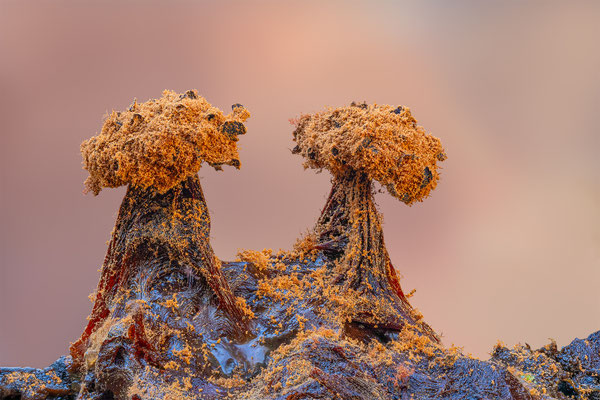 Myxomyceten Schleimpilz, Tricia verrucosa, ABM3:1, momente-der-schoepfung.ch