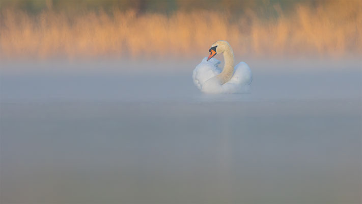 Höckerschwan, momente-der-schoepfung.ch