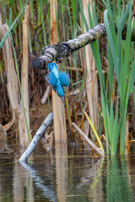 Eisvogel, momente-der-schoepfung.ch
