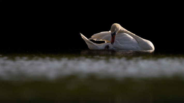 Höckerschwan, momente-der-schoepfung.ch