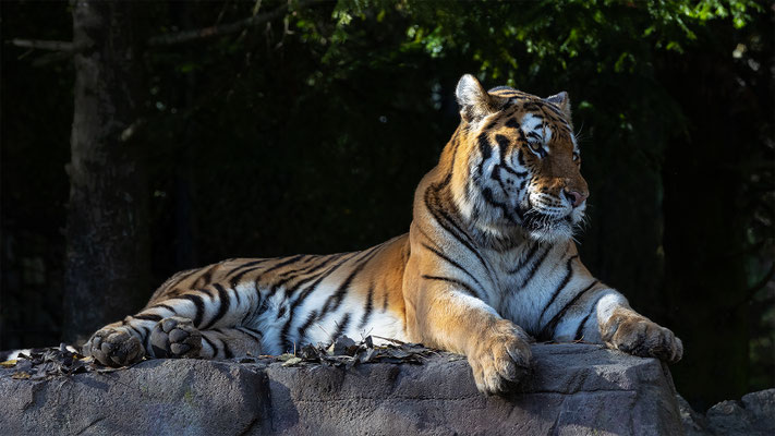 Armurtiger,Zürcher Zoo, momente-der-schoepfung.ch