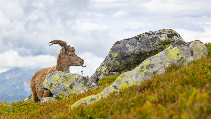 Alpensteinbock, momente-der-schoepfung.ch