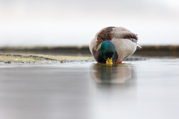 Stockente, momente-der-schoepfung.ch