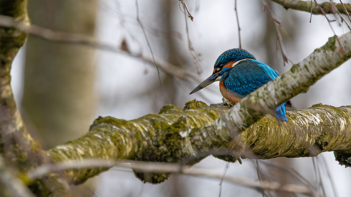 Eisvogel, momente-der-schoepfung.ch