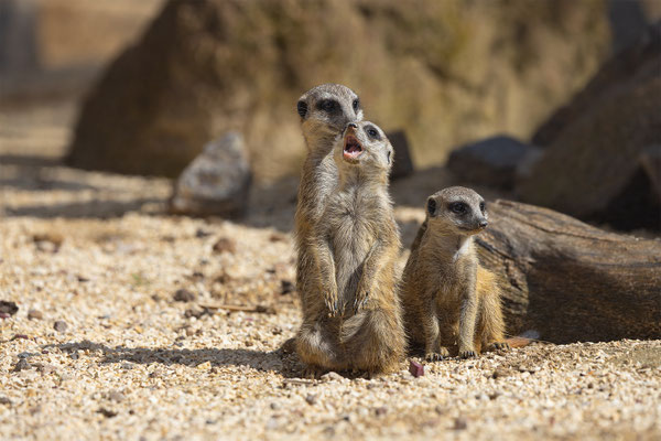 Erdmänchen, Zürcher Zoo, momente-der-schoepfung.ch