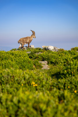 Alpensteinbock, momente-der-schoepfung.ch