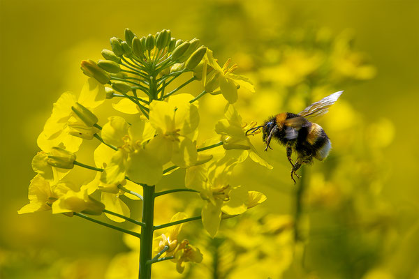 Hummel, momente-der-schoepfung.ch