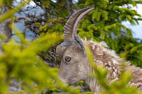 Alpensteinbock, momente-der-schoepfung.ch