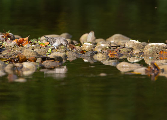 Temnikstrandläufer, momente-der-schoepfung.ch