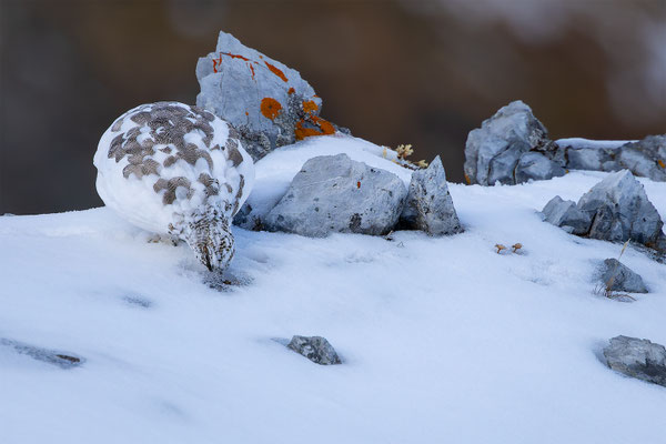 Alpenscheehuhn, momente-der-schoepfung.ch