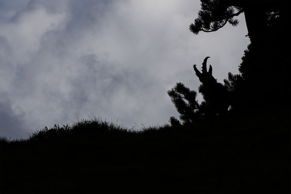 Alpensteinbock, momente-der-schoepfung.ch