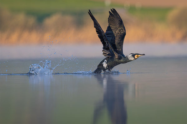 Kormoran, momente-der-schoepfung.ch