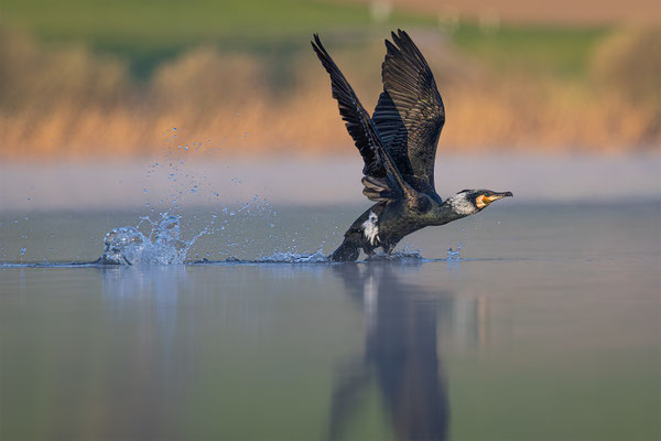 Kormoran, momente-der-schoepfung.ch