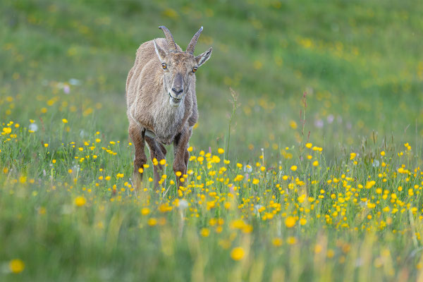 Alpensteinbock, momente-der-schoepfung.ch