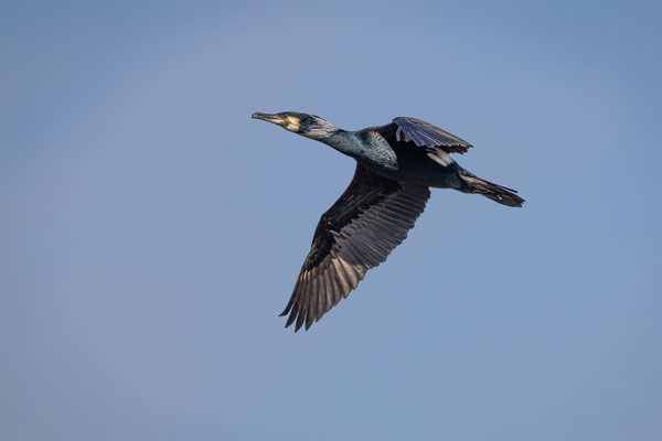 Kormoran, momente-der-schoepfung.ch